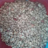 لوبیا چیتی