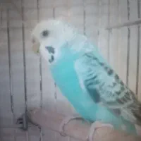 مرغدعشق ماده