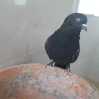 نر اصفهانی سیاه|پرنده|اصفهان, ارداجی|دیوار