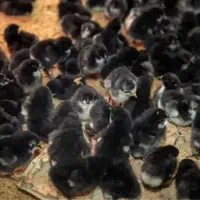 بار جدید جوجه مرغ بلک استار انگلیسی
