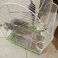 مرغ عشق عروس هلندی طوطی برزیلی