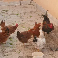 مرغ وخروس فروشی|حیوانات مزرعه|کرج, باغستان|دیوار