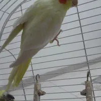 عروس  هلندی|پرنده|اراک, |دیوار