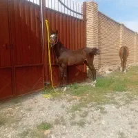 اسب|حیوانات مزرعه|اصفهان, بابوکان|دیوار