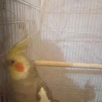 عروس هلندی نر و ماده