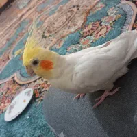 عروس هلندی نرچند کلمه حرف میزنه دستی