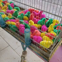 جوجه رنگی جوجه رسمی جوجه اردک تک فروشی حتی یک عدد