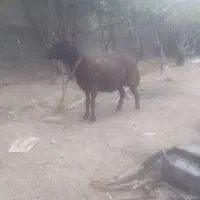 شیشک ۴دندون چاق