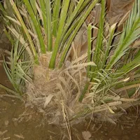 بچه نخل برحی|گل و گیاه طبیعی|چمران, |دیوار