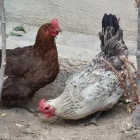 مرغ تخم گذار