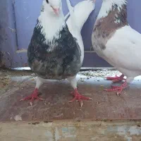 ۱۲عددکبوترطوقی|پرنده|کرمانشاه, |دیوار
