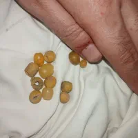 فروش مهره زردی بچه فوقولاده قوی 16عدد 25ملیون|جواهرات|تالش, هشتپر|دیوار