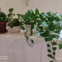 چهار تا گلدان گل طبیعی