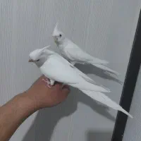 عروس هلندی مولد