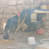 بوقلمون