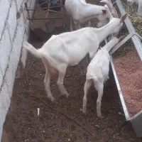 بز دورگه سانان شکم اول
