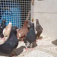 جوجه سینه وکله سیاه و
