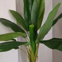 درختچه موز