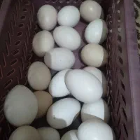 تخم مرغ محلی نطفه دار