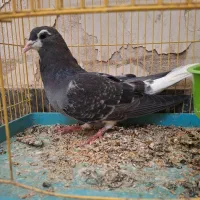 کبوتر