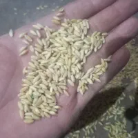 گندم تمیز هشترود