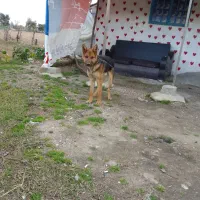 سگ ژرمن نر|سگ|رشت, شهریاران|دیوار