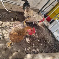 مرغ وخروس محلی