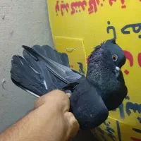 کبوتر پرشی غریب|پرنده|کوهدشت, |دیوار