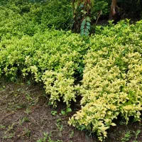 شمشاد طلایی زمینی.