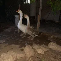 غوغاز.غاز|حیوانات مزرعه|شیراز, حومه شیراز|دیوار