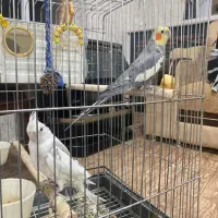 دو عدد عروس هلندی مولد