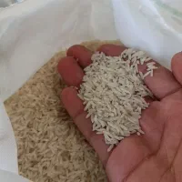برنج ندا سرت و بسته بندی شده اعلا|خوردنی و آشامیدنی|نسیم‌شهر, |دیوار