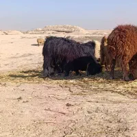 پنج عدد بز بزرگ سه عدد زاییده با یک پازن و تیشتر