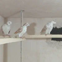 دوجفت حیوون خوب سرحال بدون ایراد فروشی|پرنده|ارومیه, |دیوار