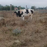 معاوضه گاو با خودرو شما|حیوانات مزرعه|کلاردشت, |دیوار