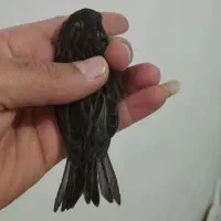 قناری ماده نگرو مشکی جفتی سهره.|پرنده|ری, فیروزآباد|دیوار