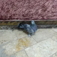 ترکیه بازی دار کبوتر