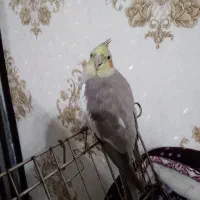 نروماده|پرنده|نجفآباد, امام خمینی|دیوار