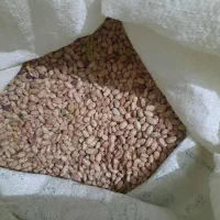 لوبیا چیتی کشت امسال