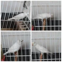 قناری ،سهره