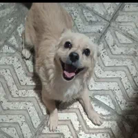سگ بازیگوش باهوش