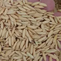 تیم بینج بی نام