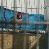 سهره نر|پرنده|بروجرد, |دیوار