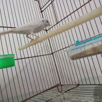 قناری نر ماده آماده