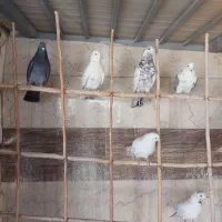 کبوتر پرشی|پرنده|فولادشهر, بوستان خلیج فارس|دیوار