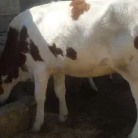 شنگول جوان|حیوانات مزرعه|اندیکا, |دیوار