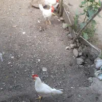 مرغ و خروس