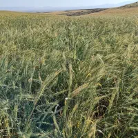 فروش ۱۰هکتار زمین کشاورزی دیم یکجا روستای چپقلو|فروش زمین و ملک کلنگی|دوتپه, |دیوار