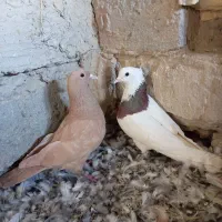 جوجه سرخ زرد ماده طوقی