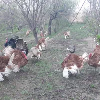 تخم و جوجه بوقلمون|حیوانات مزرعه|مشهد, امیریه|دیوار